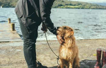 Dog being stroked by owner