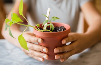 plant pot with seedling held my a child