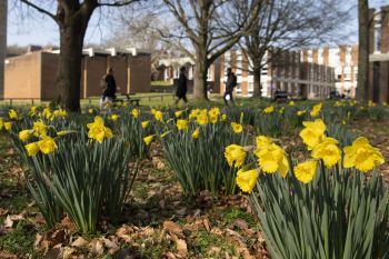 Daffodils on campus