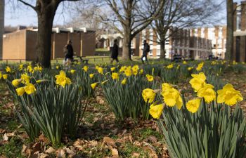 Daffodils on campus