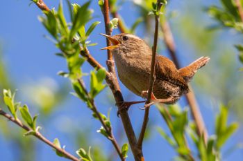 Photograph of a bird singing in a tree.