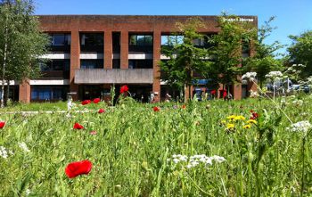 Wildflowers outside Sussex House