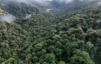 Rainforest landscape