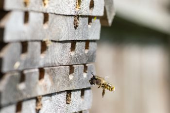 Mason bee in bee hotel