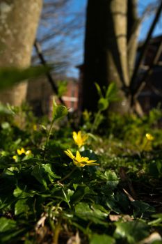 Flowers growing on Sussex campus