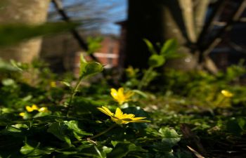 Flowers growing on Sussex campus