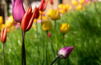 Colourful tulips