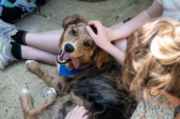A dog from Canine Concern at the Wellbeing Festival