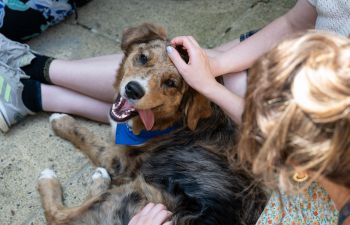 A dog from Canine Concern at the Wellbeing Festival