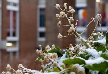 A wintery scene on campus