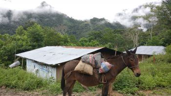 A donkey with three coloured sacks on its back standing in front of a building with a white tin roof. Lush green forest and low clouds in the background.