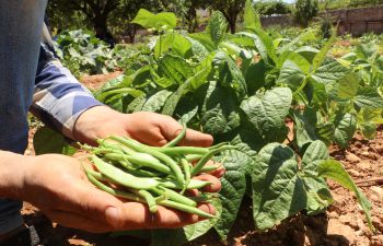 A Syrian farmer holds a handful of green beans
