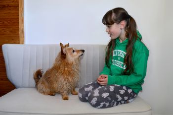 A dog looks attentively at a young girl