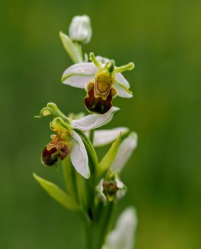 Photo of a bee orchid on campus