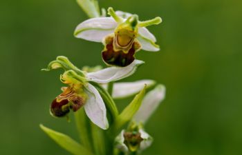 Photo of a bee orchid on campus
