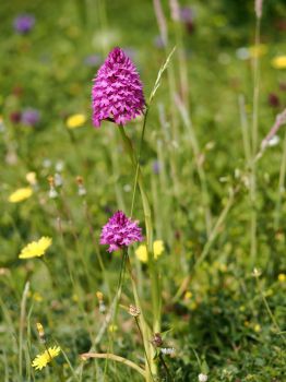 Photo of a pyramidal orchid