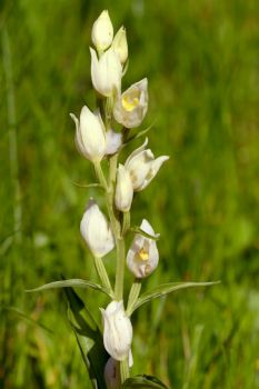 Photo of a white helleborine orchid