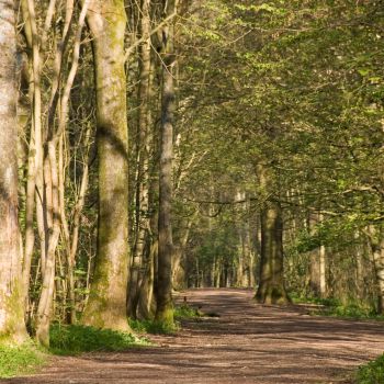 a photo of the woods in Stanmer park