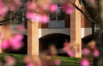 Tree with pink blossom in front of Sussex House