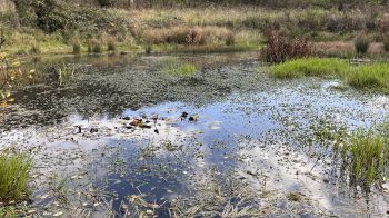 pond with flowers