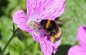 A bumblebee explores a magenta flower