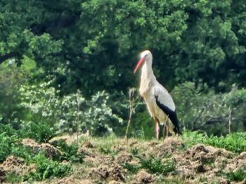 A close up photo of a wild White Stork standing within a field, backed by dense forest.