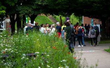 Wild flowers in Library square