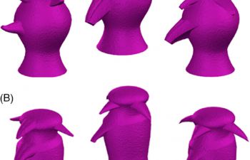 Perceptual discrimination of complex objects