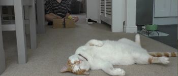 A white and ginger cat lies on its back, ignoring the researcher and toy