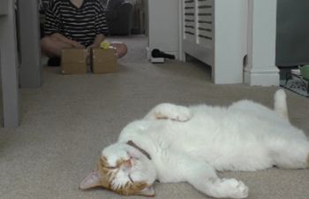 A white and ginger cat lies on its back, ignoring the researcher and toy