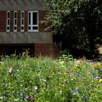 Green grass and wildflowers with a uni building in the background