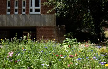 Green grass and wildflowers with a uni building in the background