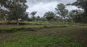 An agrosilviculture system at one of the REAL NbS project’s experimental sites in Tanzania