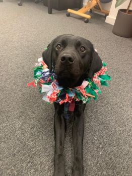 A Black Labrador wearing a fabric wreath as a collar, lying down looking at the camera