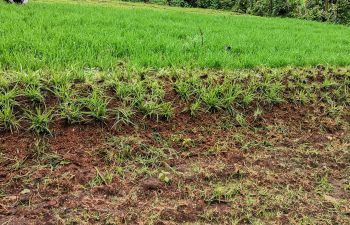 Desho grass strips on the REAL NbS project experimental field in Ethiopia