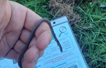 Worm survey with a hand holding an earthworm