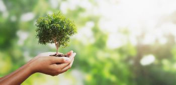 Hand holding a tiny tree