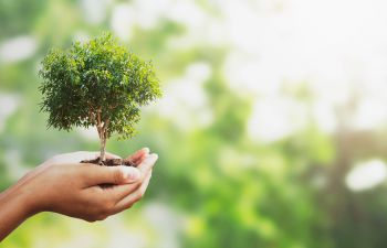 Hand holding a tiny tree