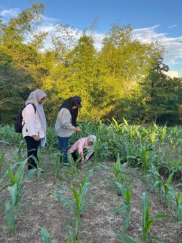 Three people on farmland inspecting the crop for sustainable farming