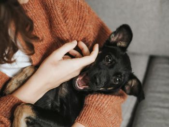 a close-up photograph of a hand stroking a black dog