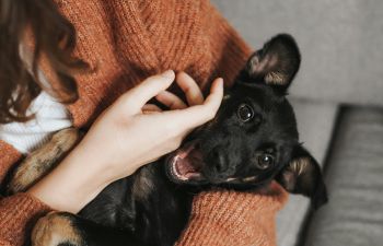 a close-up photograph of a hand stroking a black dog