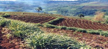 Arable crops planted across the slope / on the contour to intercept surface flow and eroded soil. Note the perennial grass strips (also planted on the contour line).