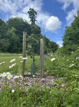 A young, protected fruit tree surrounded by wild flowers on a bright blue day.