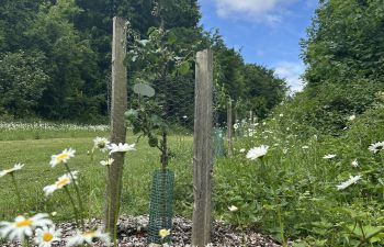 A young, protected fruit tree surrounded by wild flowers on a bright blue day.