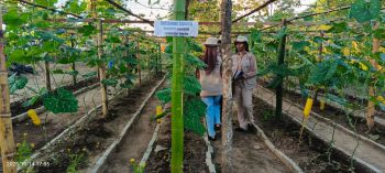 Two students managing plants at the Living Lab at Universitas Negeri Gorontalo, Indonesia