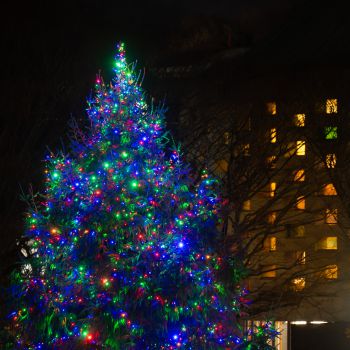 a photo of the University of Sussex Christmas Tree in Library Square with colourful lights