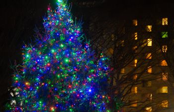 a photo of the University of Sussex Christmas Tree in Library Square with colourful lights