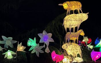Animals in the Glimmer lantern parade