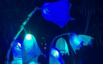 Bluebells in the Glimmer parade