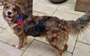 Jinx the dog at canine cuddles last year